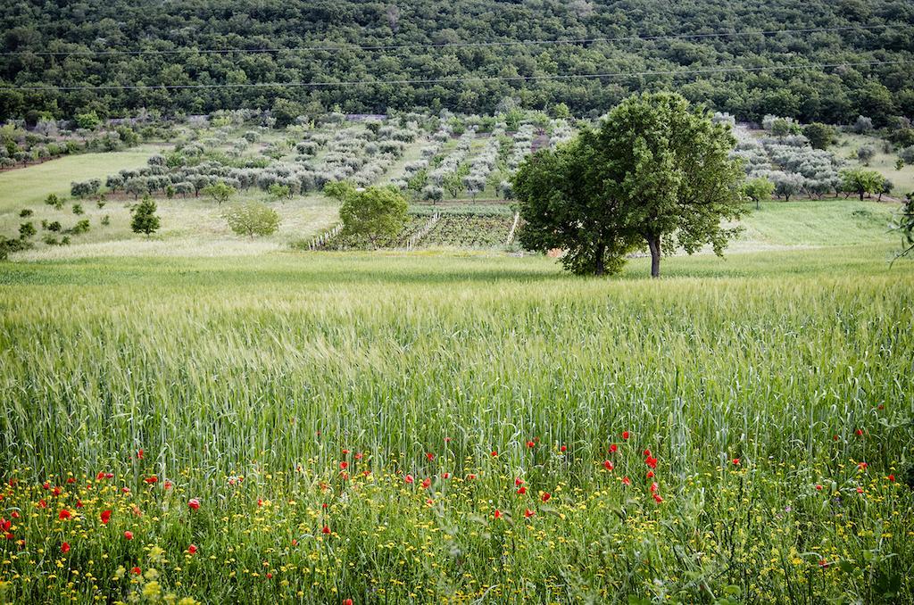 Frühstückspension Masseria Mazzalorsa